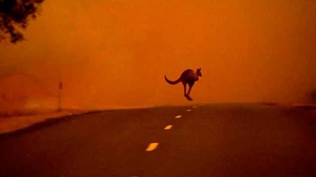 Um canguru foge de um incêndio florestal através de uma estrada no Estado de Victoria sul. Incêndios florestais castigam Austrália em verão com altas temperaturas