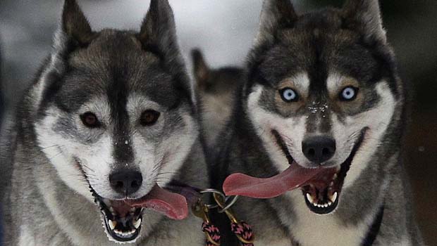 Huskies Siberianos treinam para corrida de trenó, na Escócia