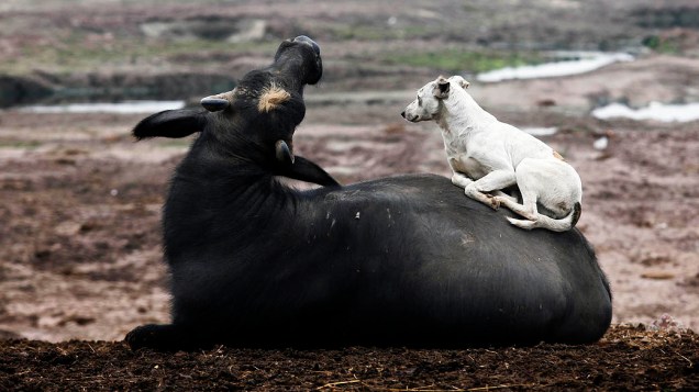 Fotógrafo capta imagen de um cachorro deitado em um búfalo perto do rio Ravi, em Lahore, no Paquistão, nesta segunda-feira (4)