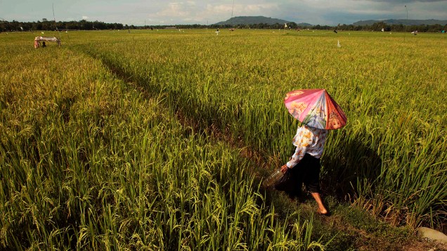 Fazendeira anda no meio de uma lavoura de arroz no distrito de Gowa, Indonésia