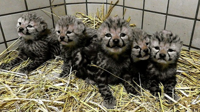 Zoológico de Tama, no Japão, apresenta cinco filhotes de leopardo real que nasceram na última quarta-feira (6)