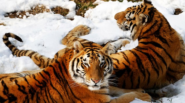 Tigres siberianos brincam em chão coberto por neve no zoológico de Nanjing, na China