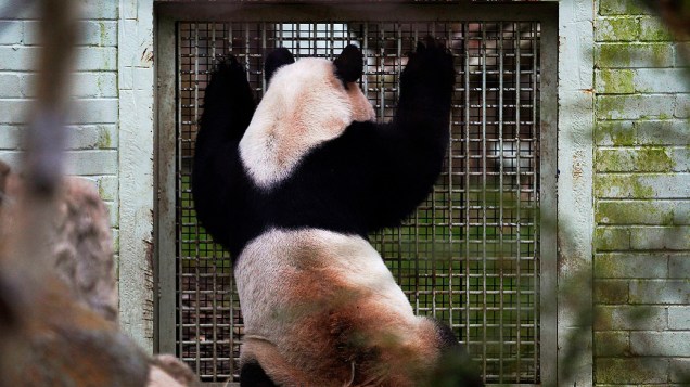 Panda gigante macho, Yang Guang se aproxima da jaula da fêmea, Tian Tian durante época de acasalamento, no Jardim Zoológico de Edimburgo, na Escócia