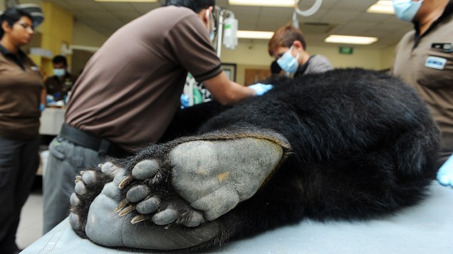 Veterinários anestesiam um urso preto asiático em zoológico de Cingapura
