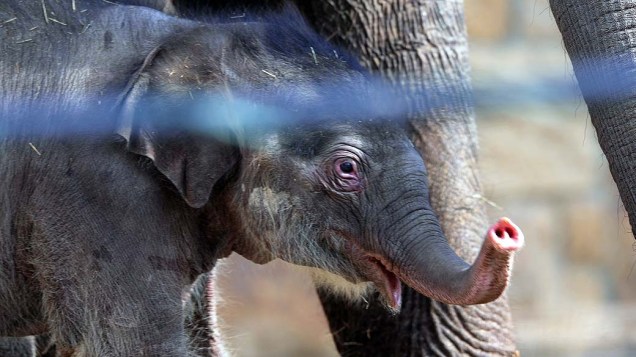 Bebê elefante anda com sua mãe em Jardim Zoológico de Budapeste, Hungria