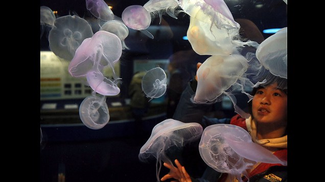 Menino observa tanque com medusas da espécie Aurelia aurita, no aquário de Tóquio, Japão