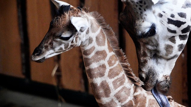 Girafa recém-nascida recebe os cuidados da mãe, Aja Sabe, no zoológico de Gelsenkirchen, na Alemanha
