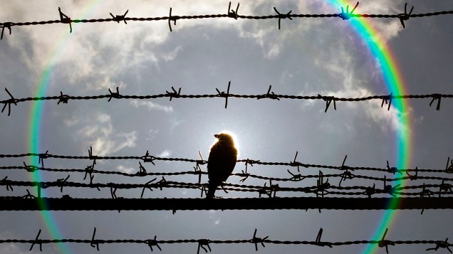 Pássaro pousa sobre cerca de arame farpado da prisão de Jilava perto de Bucareste, Romênia