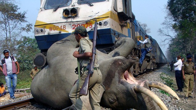 Elefante morre após ser atropelado por um trem na reserva florestal Buxa, a 12 km de Alipurduar, em Bengala Oeste, na Índia