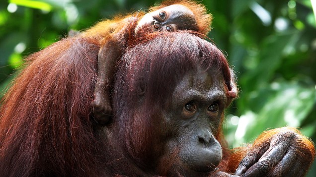 Orangotango com um mês de vida descansa nos ombros de sua mãe, Miri, no Zoológico de Cingapura