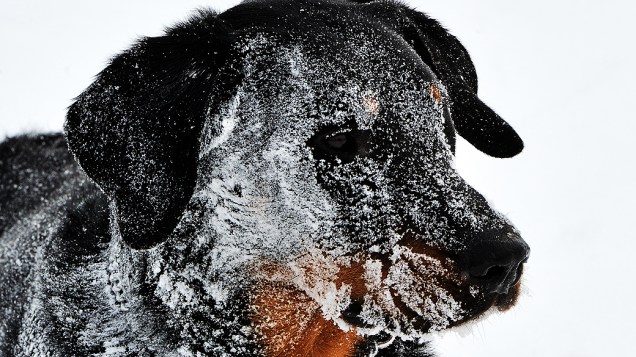 Cachorro é fotografado coberto de neve em Godewaersvelde, na França; 26 regiões da França entraram em alerta devido ao mau tempo
