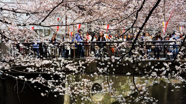 Japoneses observam cerejeiras florescendo em parque de Tóquio. A floração das cerejeiras marca o início da primavera no Japão