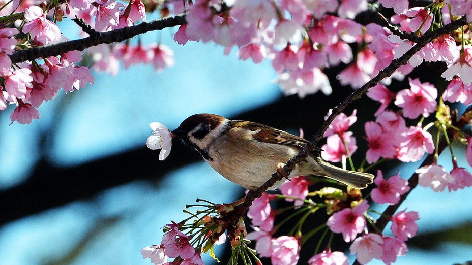 Passarinho é fotografado em árvore florida em parque de Tóquio, no início da primavera no Japão