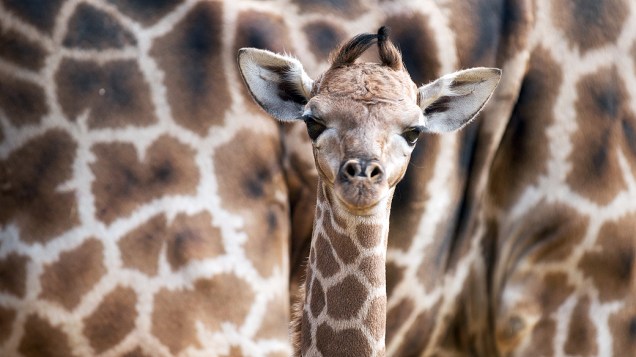 Bebê girafa é visto ao lado de sua mãe em um recinto do zoológico de Dortmund, na Alemanha