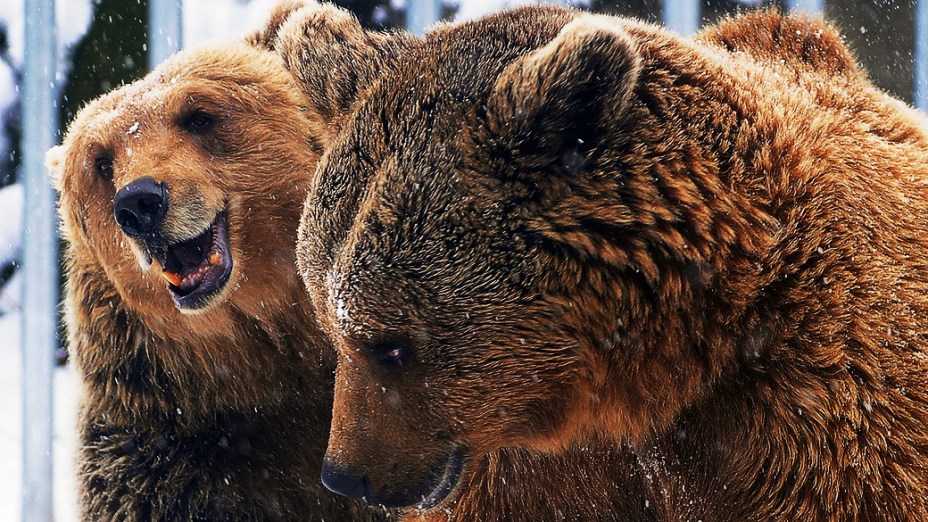 Ursos pardos são vistos cobertos por neve no Zoológico e Jardim Botânico de Budapeste durante primeiro dia da primavera, na Hungria