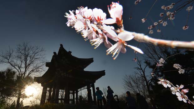 Em Pequim, chineses lotam parques para ver flores das cerejeiras