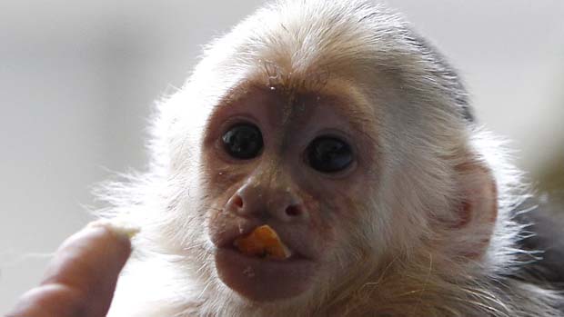 O macaco-prego Mally foi colocado em quarentena na Alemanha