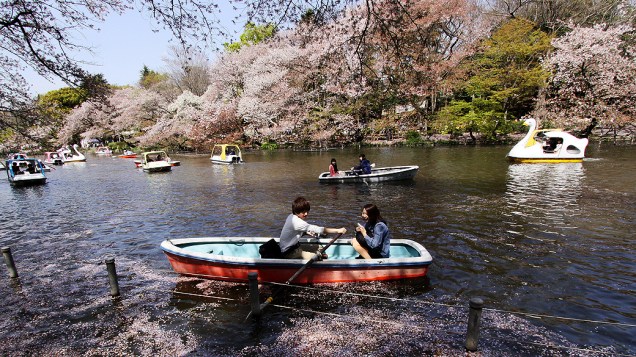 Casal rema em lago coberto de pétalas de flor de cerejeira em parque de Tóquio (Japão)