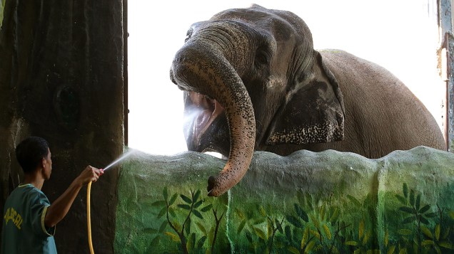 Elefante chamado Mali toma água em zoológico de Manila, nas Filipinas, nesta quinta-feira (4). As temperaturas tem aumentado nesta primavera no país