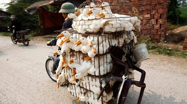 Homem transporta patos para um mercado de aves na vila Ha Vy, em Hanói capital do Vietnã