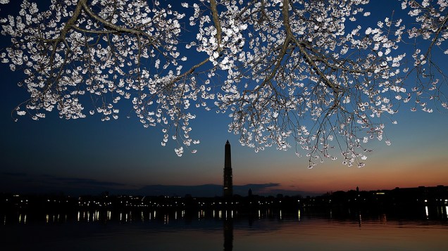 Flores de cerejeira desabrocham nas margens do Tidal Basin  após inverno mais frio que o normal, em Washington, nos Estados Unidos