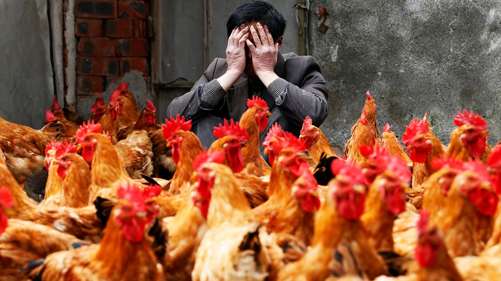 Homen chinês cobre o rosto diante de sua criação de frangos, em Yuxin, Zhejiang, para se prevenir do vírus H7N9, causador da nova gripe aviária