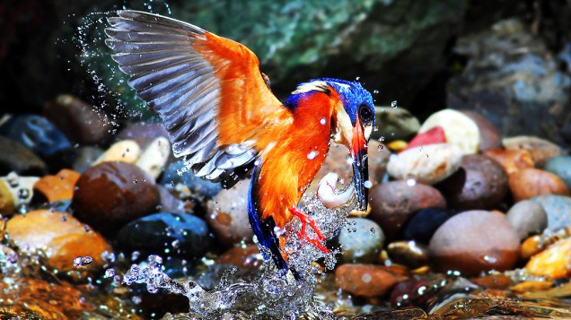 Martins-pescadores dão espetáculo de caça na natureza. O fotógrafo amador da vida selvagem Phiphat Suwanmon, da Tailândia, passou dois anos documentando os extraordinários hábitos de alimentação do martim-pescador