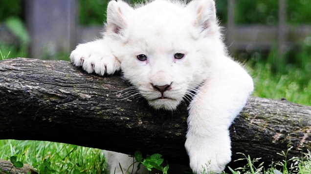 Leão branco é fotografado em zoológico na França