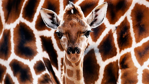 Girafa é fotografada em sua jaula no zoológico Hagenbeck Tierpark em Hamburgo, na Alemanha