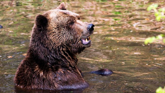 Urso marrom em abrigo criado para animais que sofreram maus tratos, na Alemanha