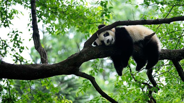 Panda gigante repousa sobre uma árvore em Yaan, na China