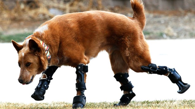 Um cachorro caminha com próteses, após perder as quatro patas congeladas, nos Estados Unidos