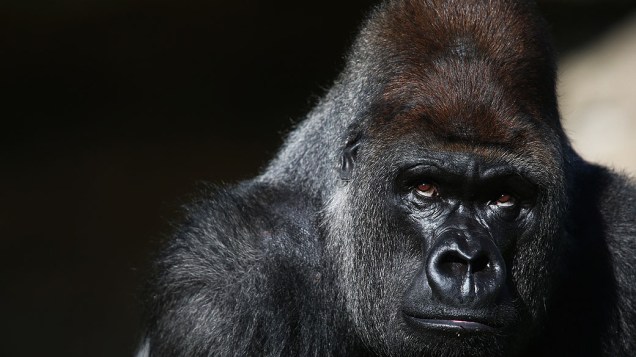 Kumbuka, gorila com 15 anos de idade, no Zoológico de Londres, na Inglaterra