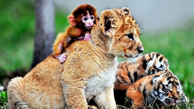 Um bebê macaco, um filhote de leão e tigres filhotes são vistos no Guaipo Manchurian Tiger Park, em Shenyang, na China 