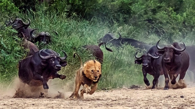 Sul-africano flagrou o momento em que um leão executa um ataque frustrado a um grupo de búfalos, e acaba sendo afugentado em disparada