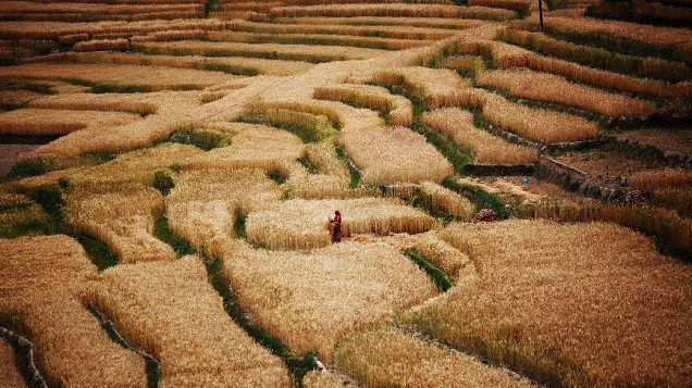 Agricultor é fotografado em uma plantação em Bhaktapur, perto de Katmandu, na Índia