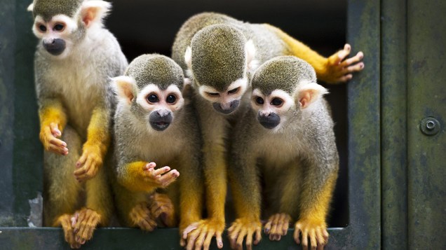 Quatro macacos-esquilo são fotografados no zoológico de Dortmund, na Alemanha