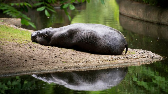 Hipopótamo descansa em seu recinto no zoológico de Berlim, na Alemanha