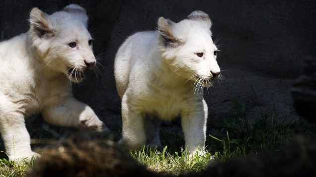 Dois filhotes de leão branco foram apresentados pela primeira vez ao público, nesta quinta-feira (6) no zoológico Ouwehands de Rhenen, da Holanda