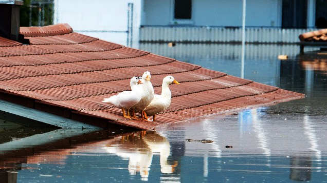 Animais ficam isolados após fortes chuvas na Alemanha. Fortes chuvas e enchentes deixam 6 mortos na Europa Central