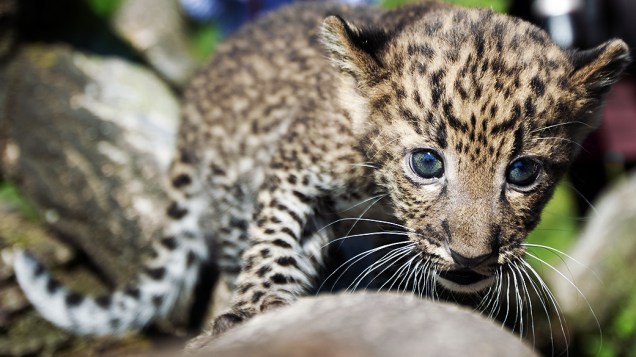 Filhote de leopardo é apresentado à imprensa no zoológico Tierpark, em Berlim, Alemanha