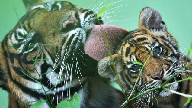Tiger mãe dá banho em seu bebê no jardim zoológico de Frankfurt, na Alemanha