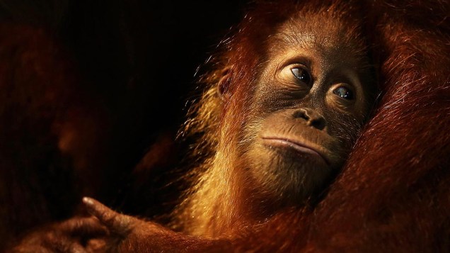 Um bebê orangotango é visto durante sua festa de aniversário, no zoológico de Singapura