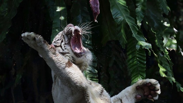 Um tigre branco tenta pegar sua comida na hora da alimentação no zoológico de Singapura