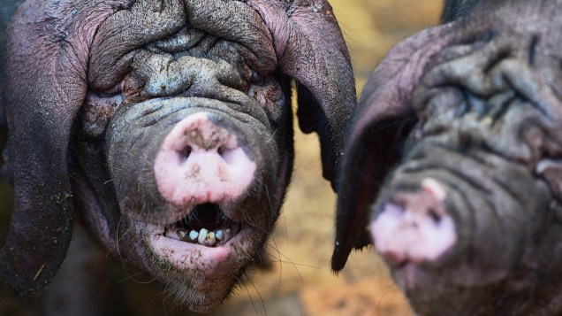 Dois porcos Meishan são vistos em sua jaula no zoológico Tierpark, em Berlim, Alemanha