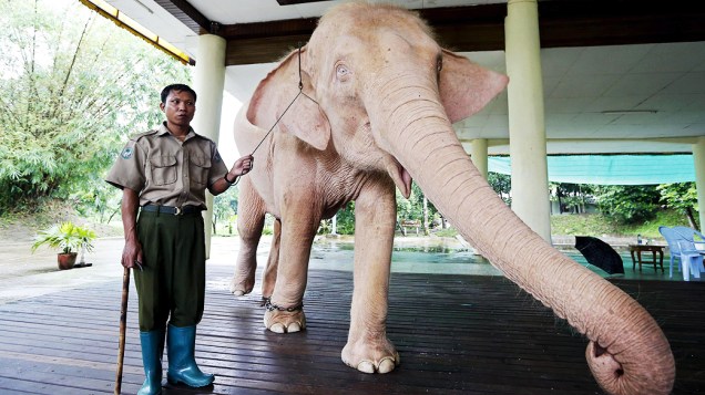 Um elefante branco é apresentado para visitantes de um zoológico em Myanmar