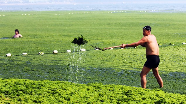 Imagem mostra algas cobrindo a praia de Qingdao, província de Shandong, nordeste da China