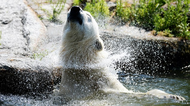 Urso polar aproveitou o dia de sol para tomar banho em uma piscina no zoológico de Berlim