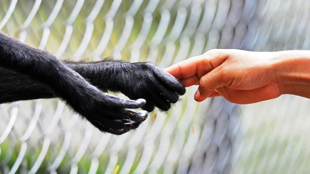 Criança toca na mão de um macaco no zoológico do Rossy Whalther em Tegucigalpa, Honduras, na quinta-feira (11)
