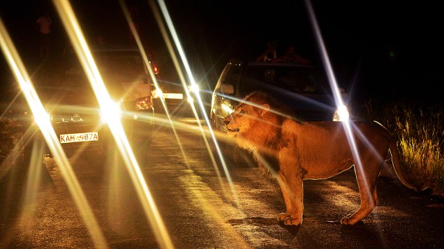 Um leão passa por uma fila de carros no Parque Nacional em Nairobi, Quênia